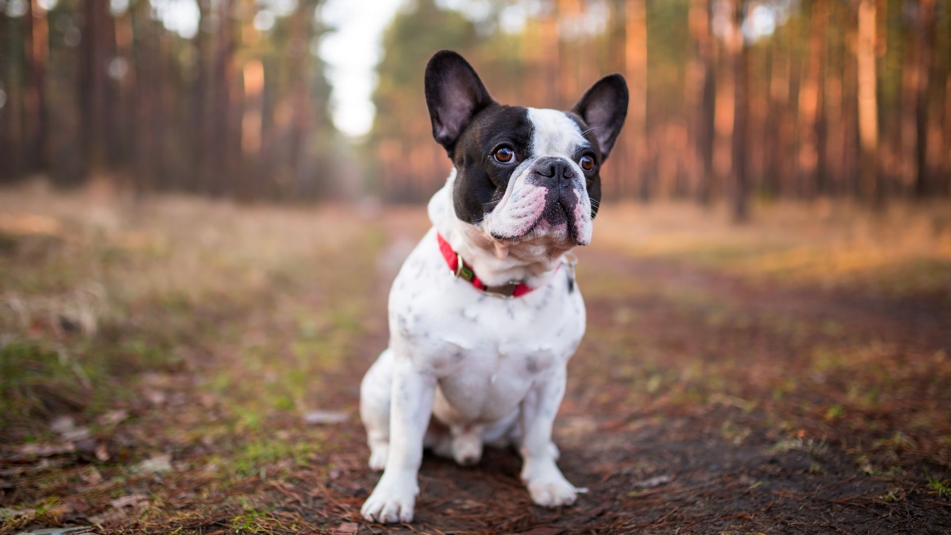 Pet-Health-Information-boas