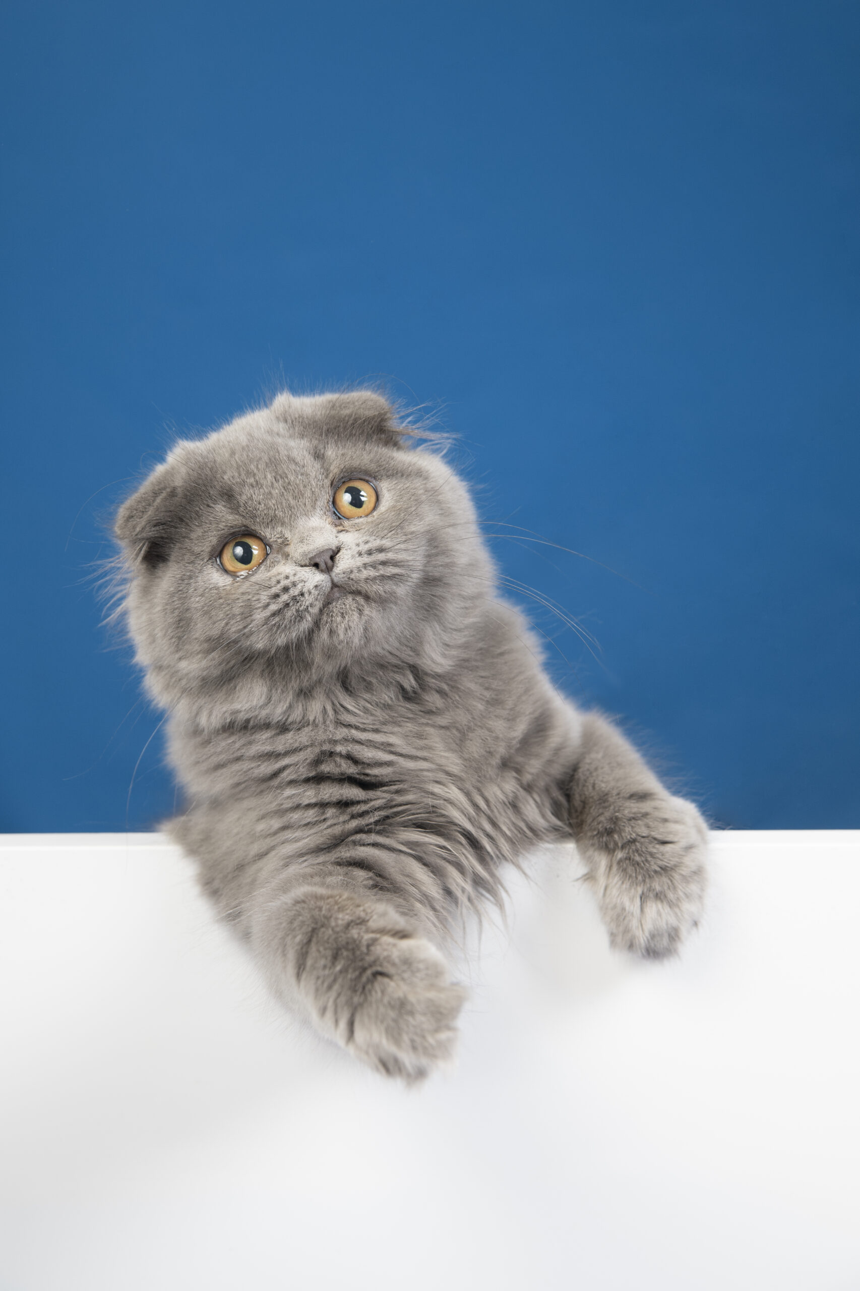 cat-boarding-service