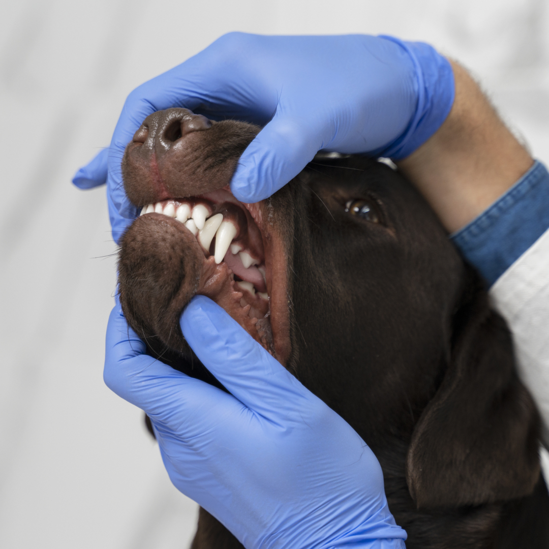 dentistry-banner