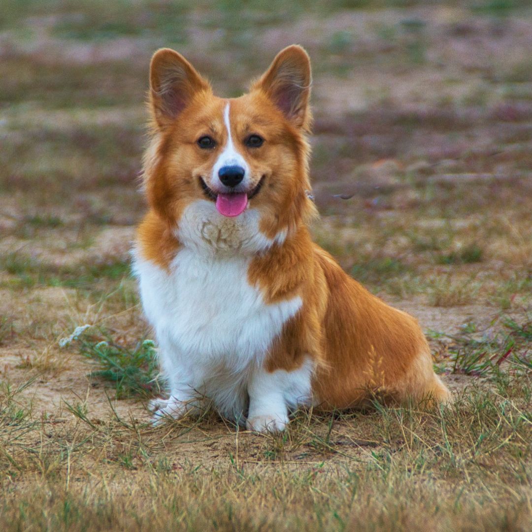 emergency-pet-care