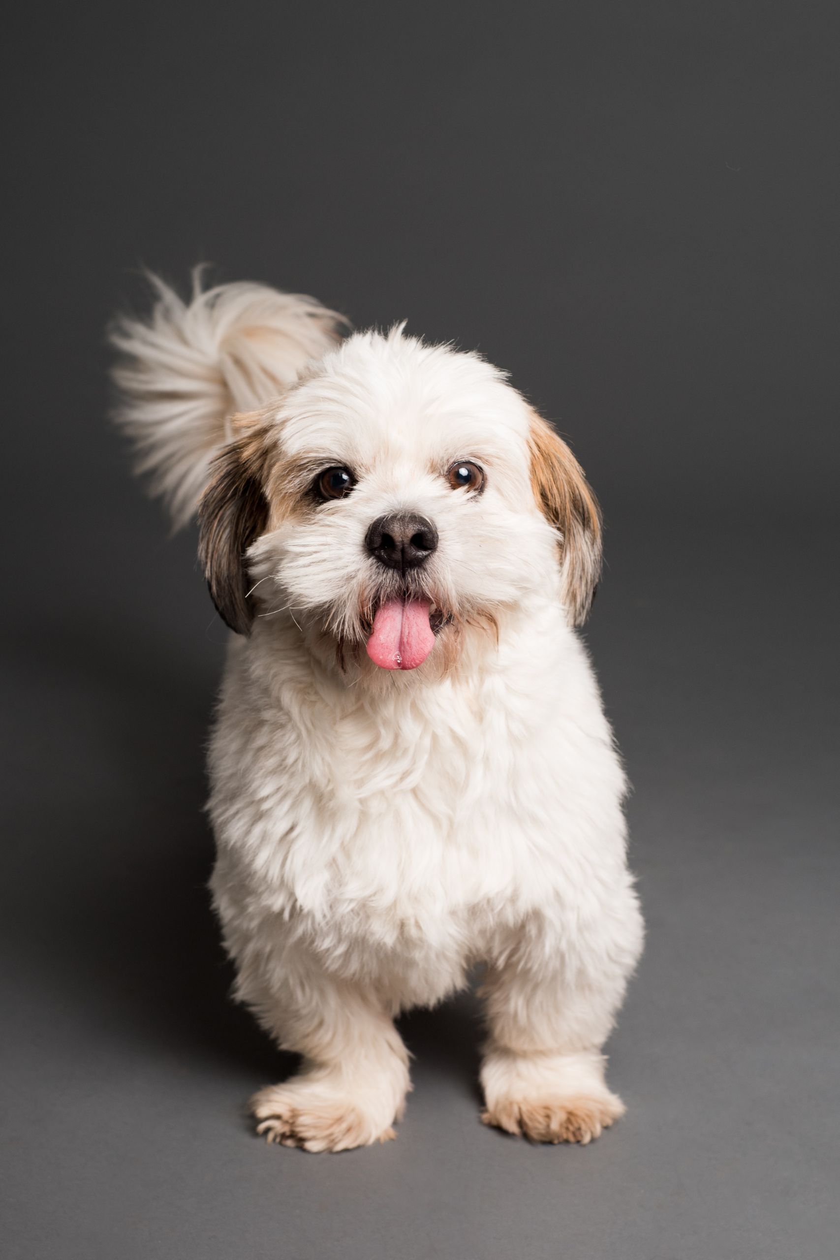 emergency-pet-care-service