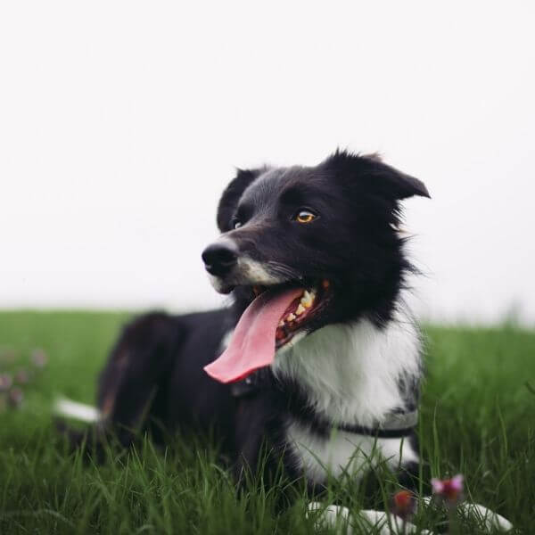 pet-health-information-section
