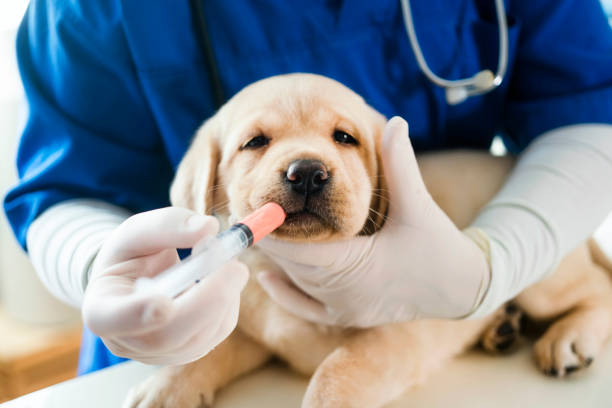 preventative-care-service