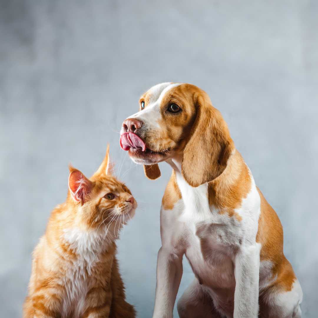 puppy-kitten-care-banner