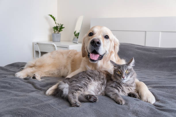 puppy-kitten-care-service