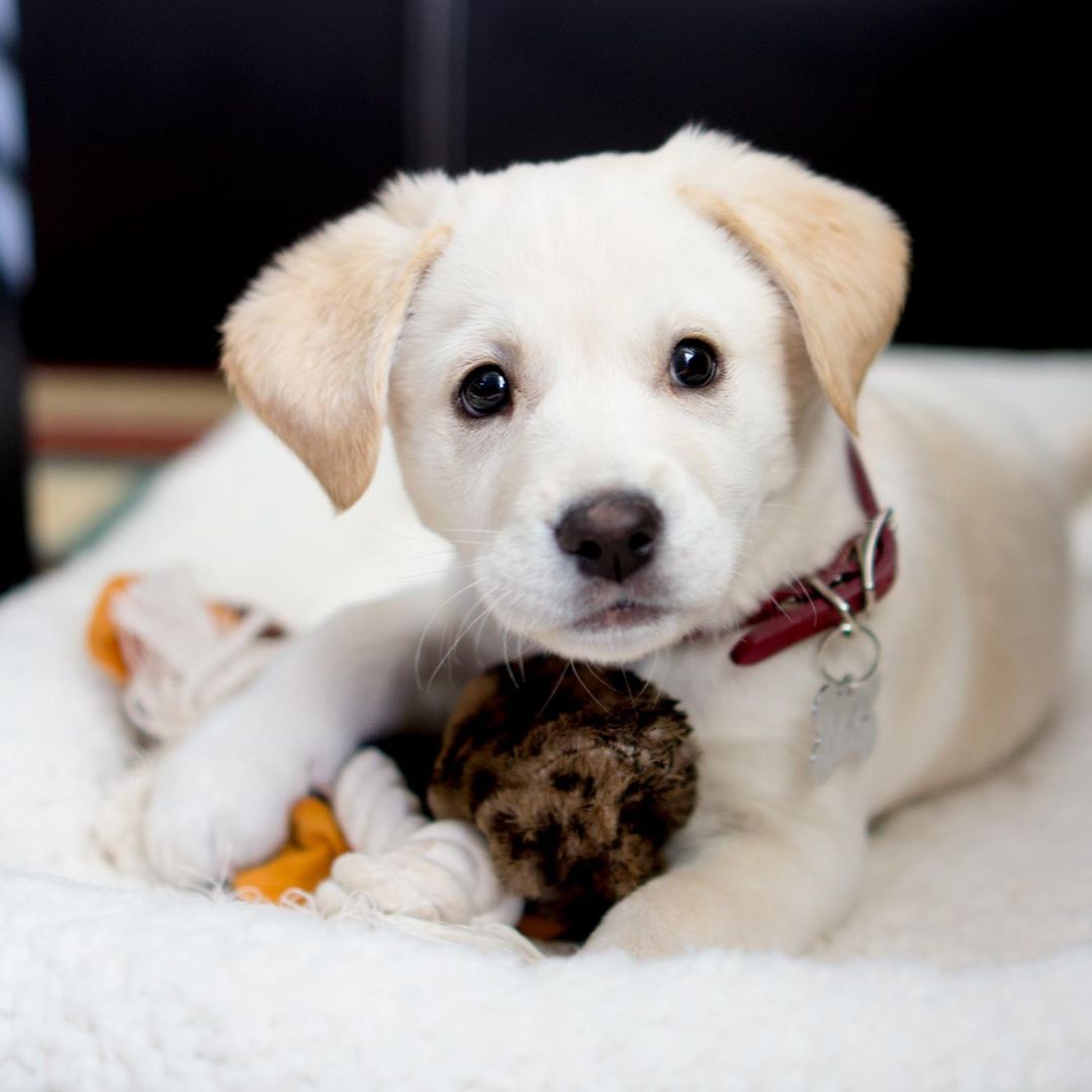 puppy-school-banner