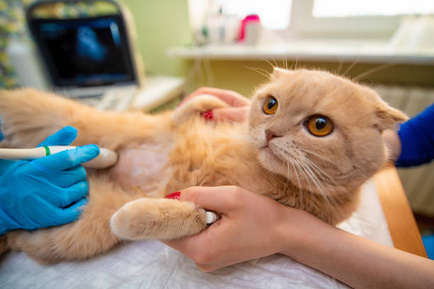 ultrasound-service