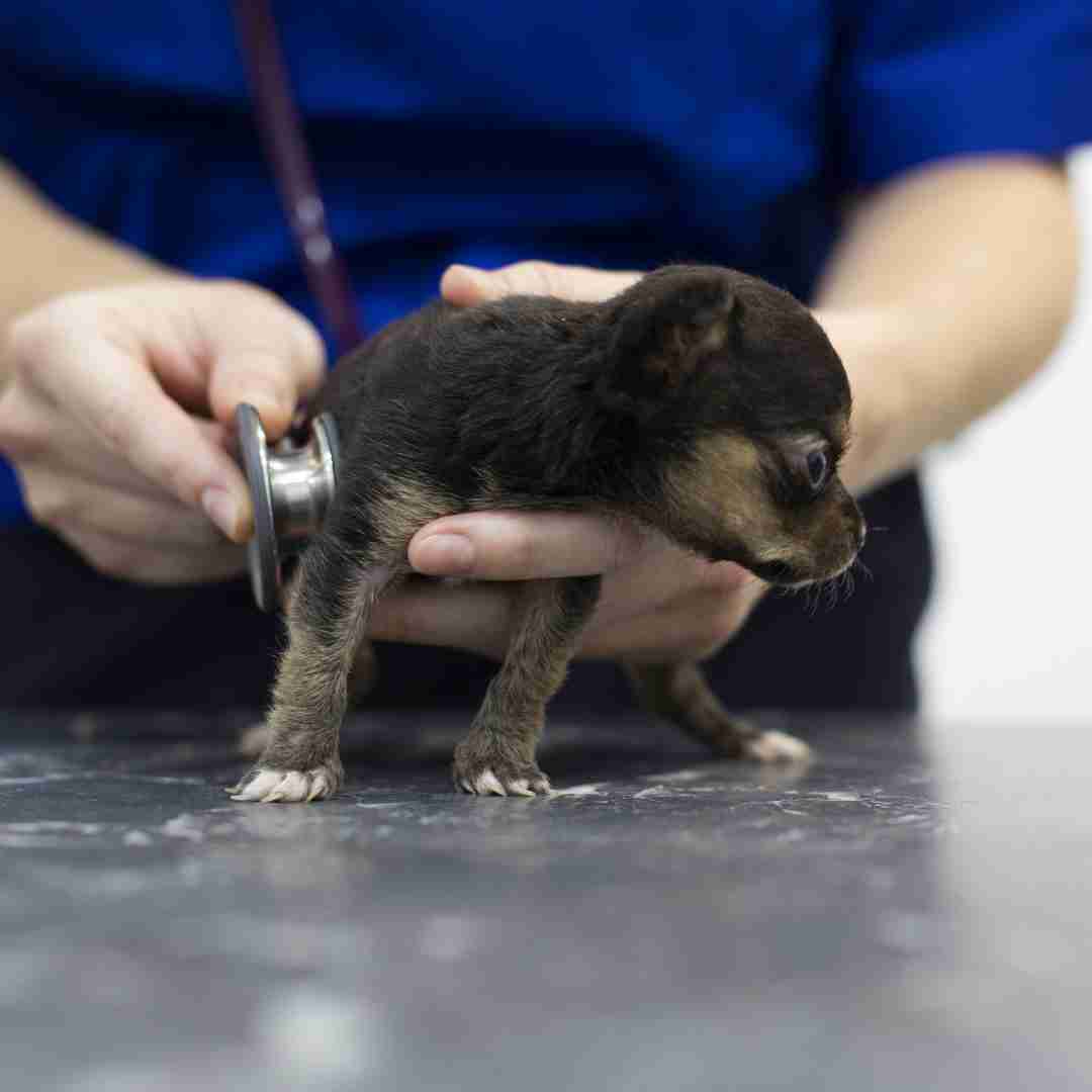 veterinary-services-banner