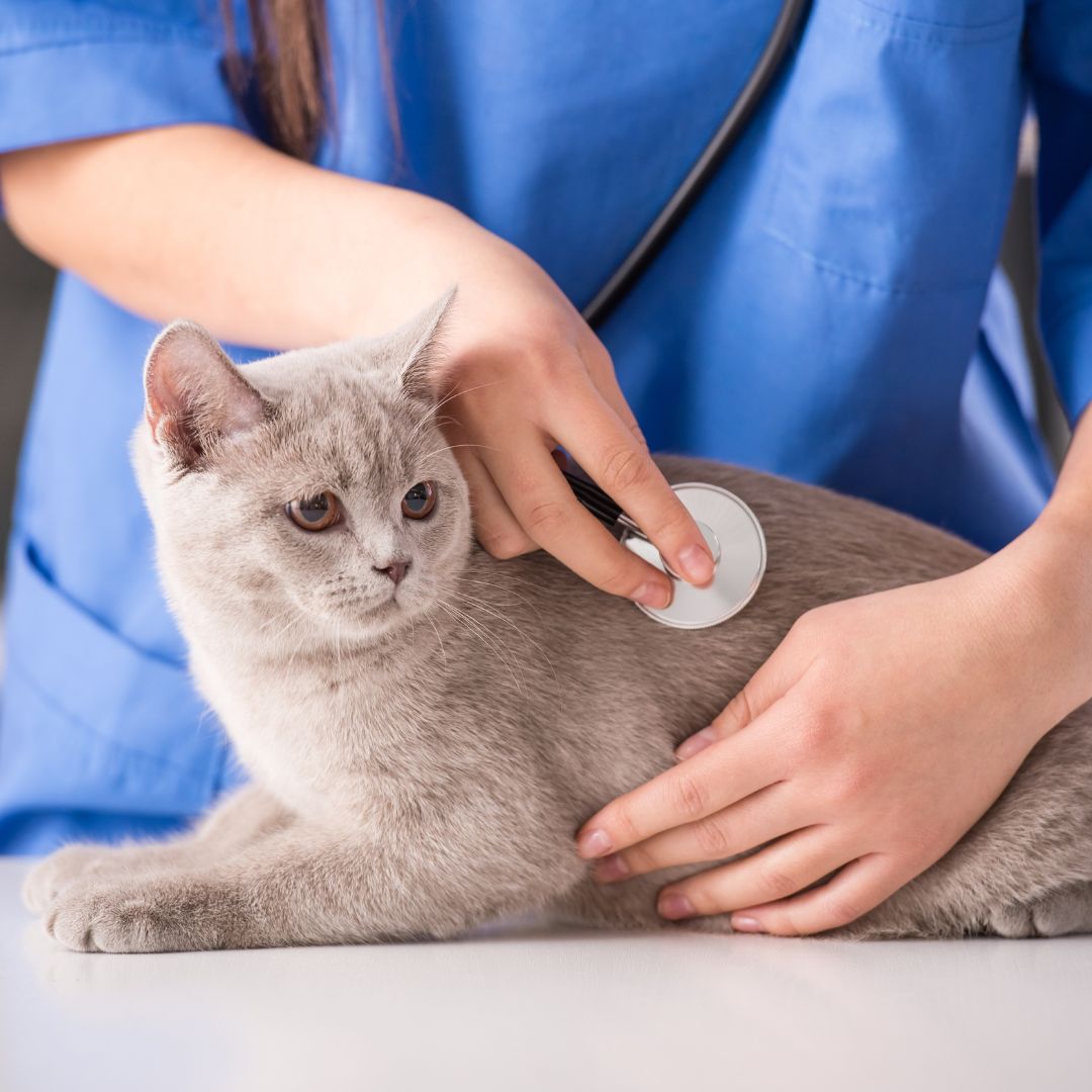 visiting-pet-banner