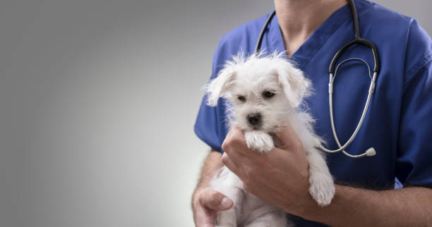 visiting-pet-specialists-service