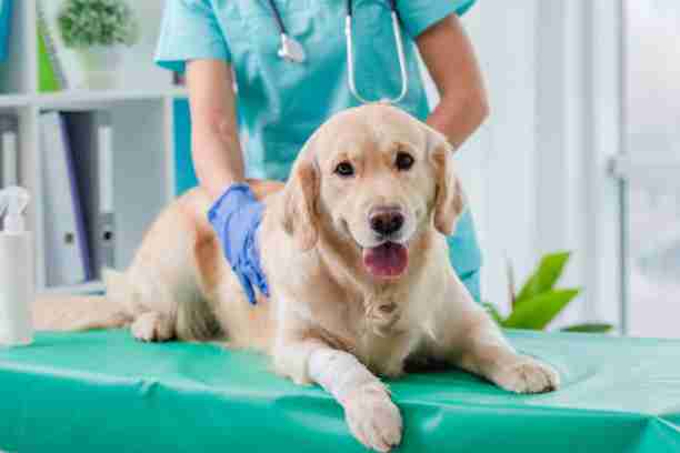visiting-pet-specialists