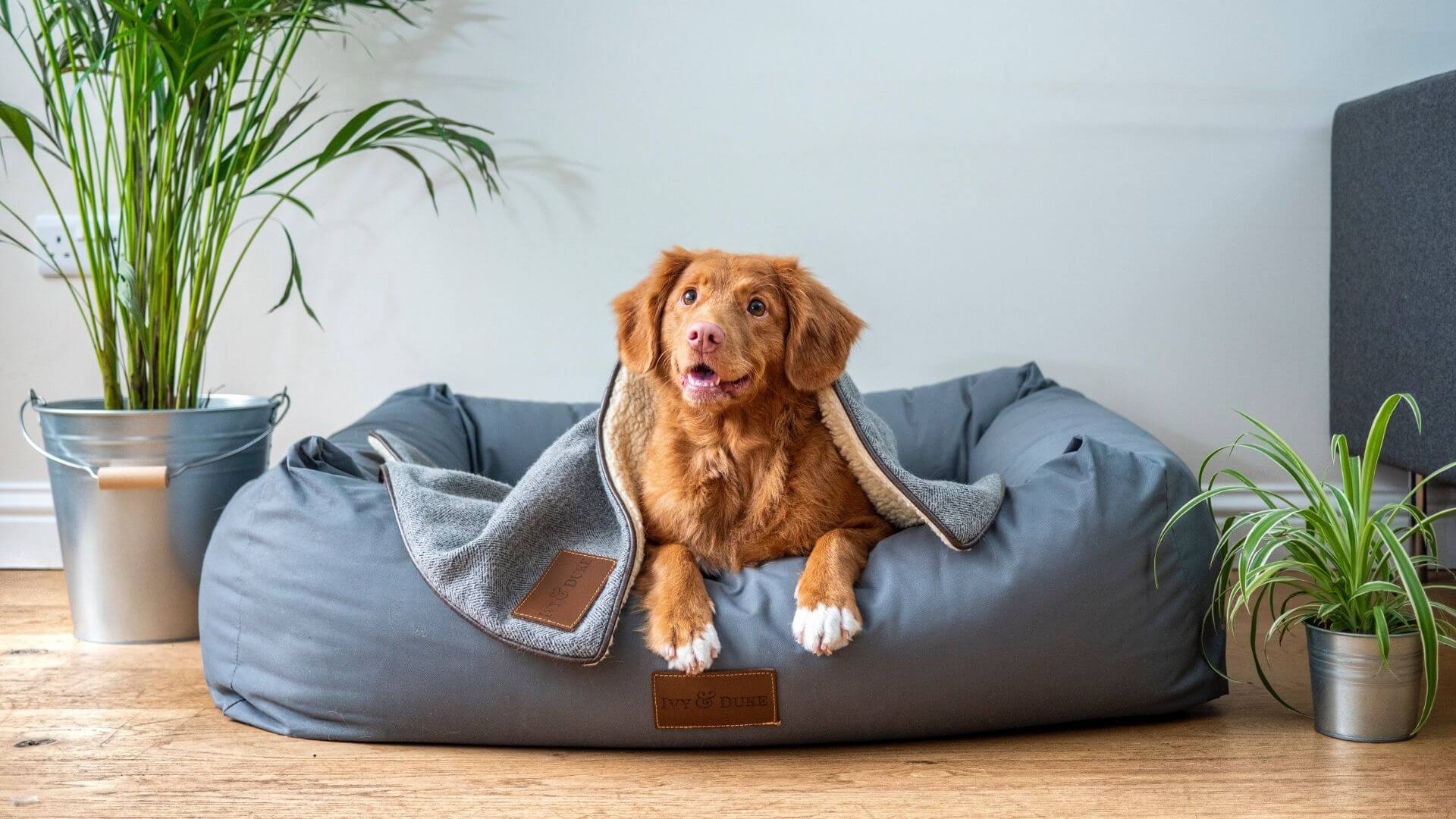 Pet Blood Testing
