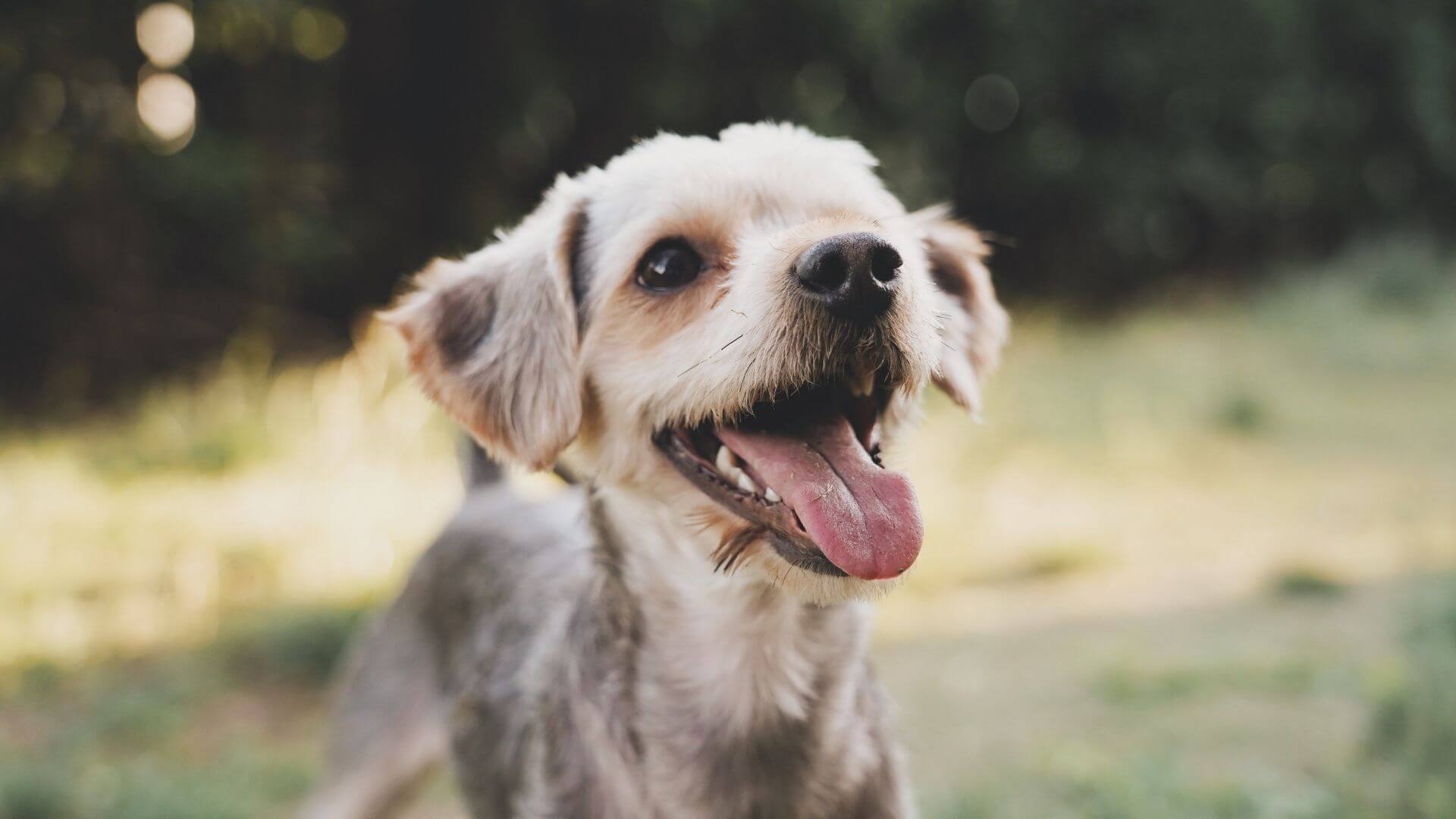 Pet Dentistry