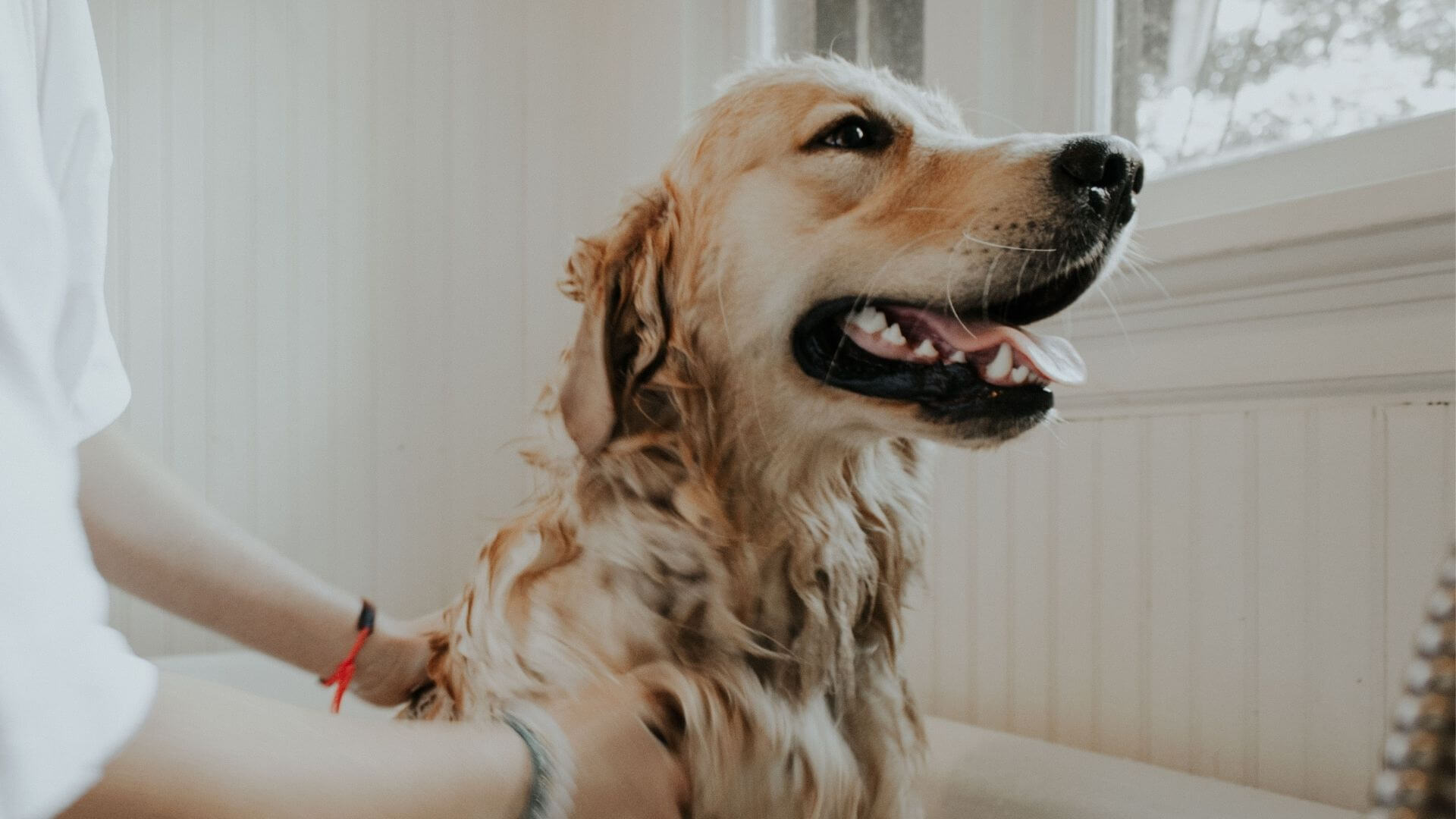Pet Grooming