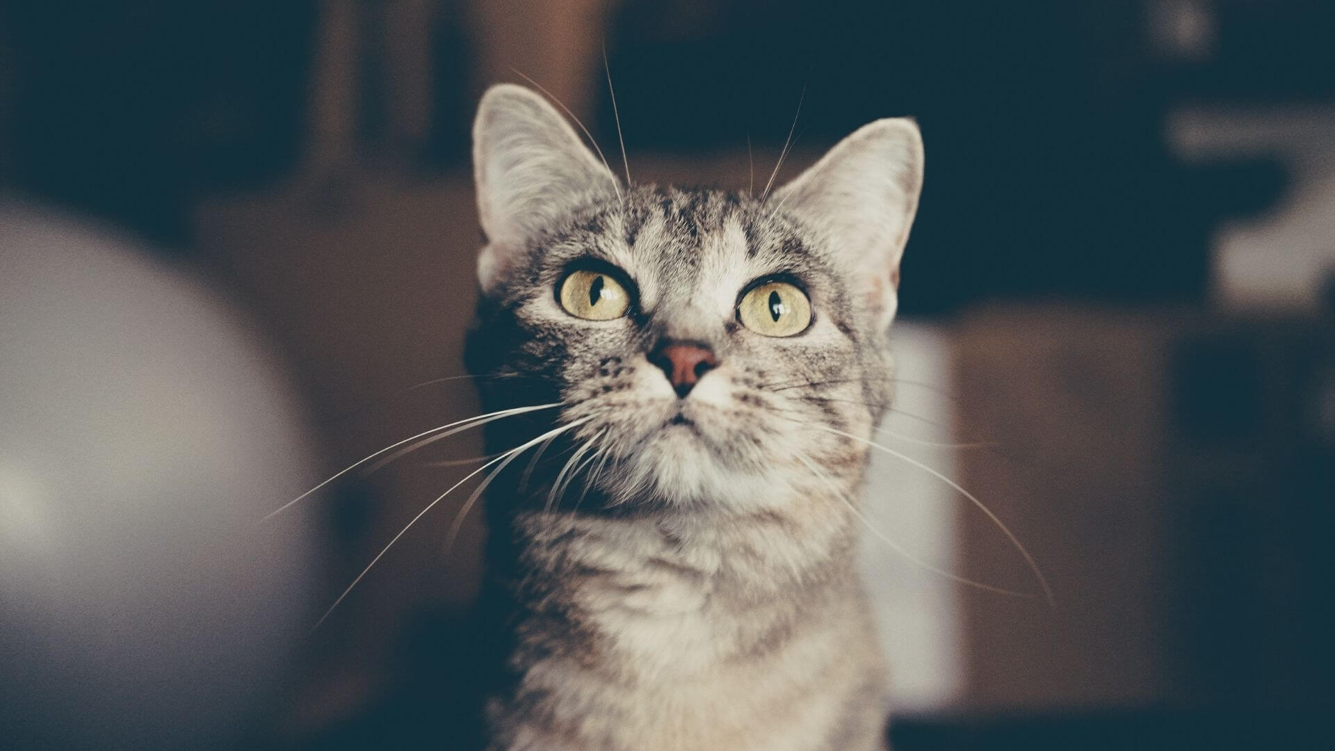 Pet Health Check & Vaccinations