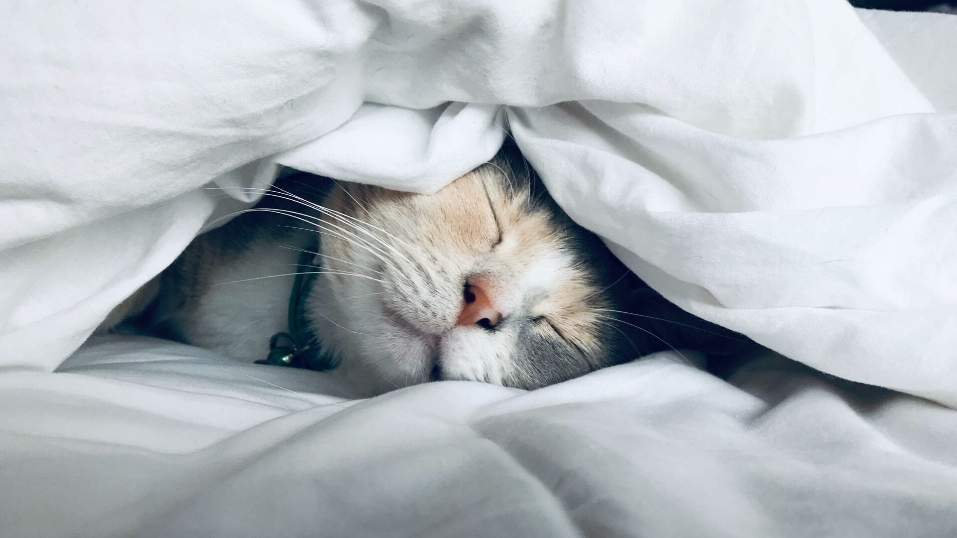 Pet House Calls