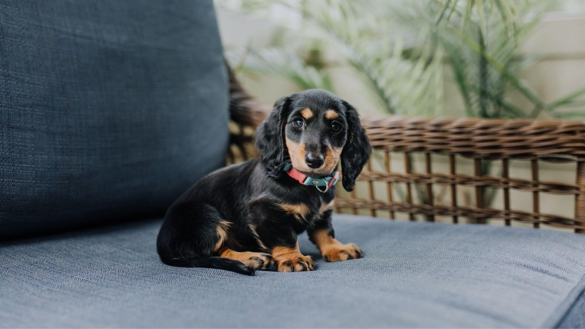 Pet Nurse Consults