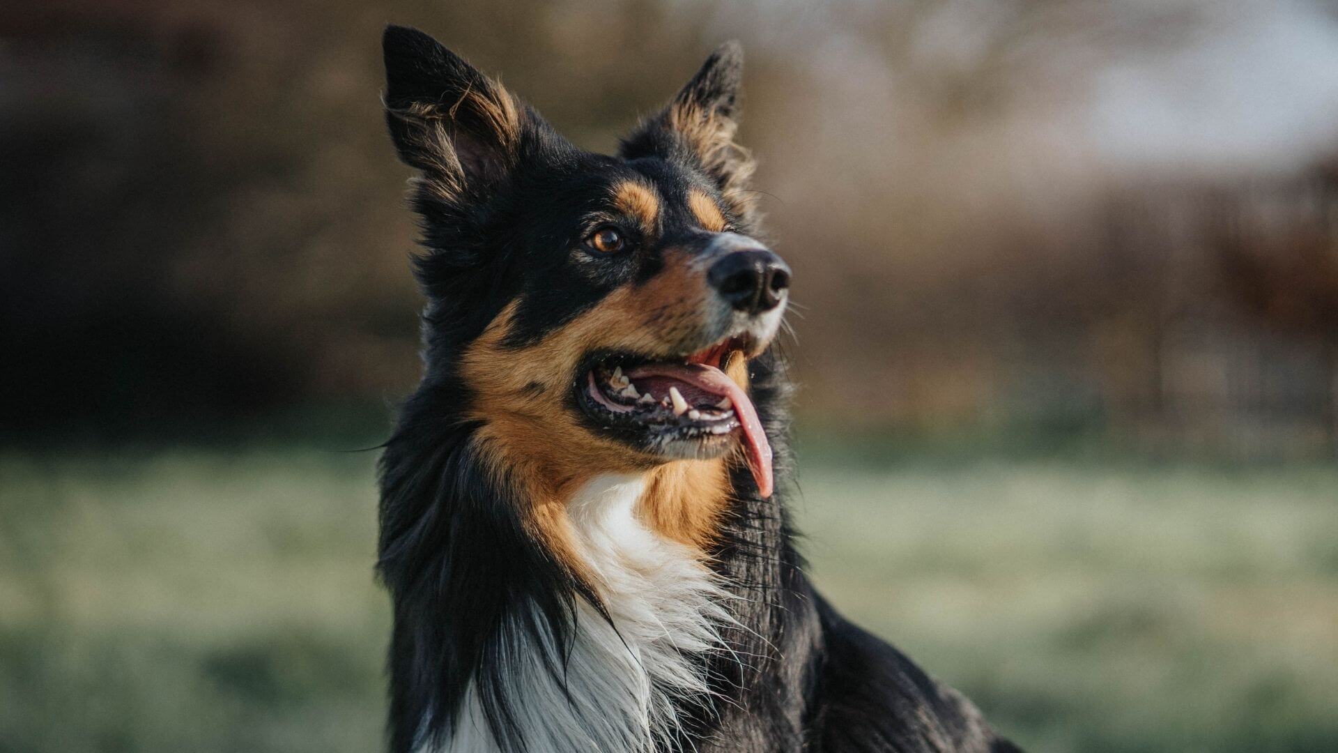 Pet Preventative Care