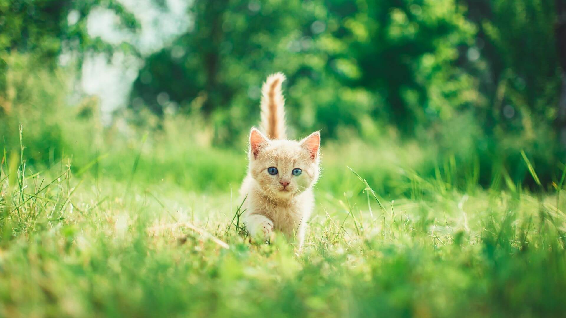 Puppy & Kitten Care