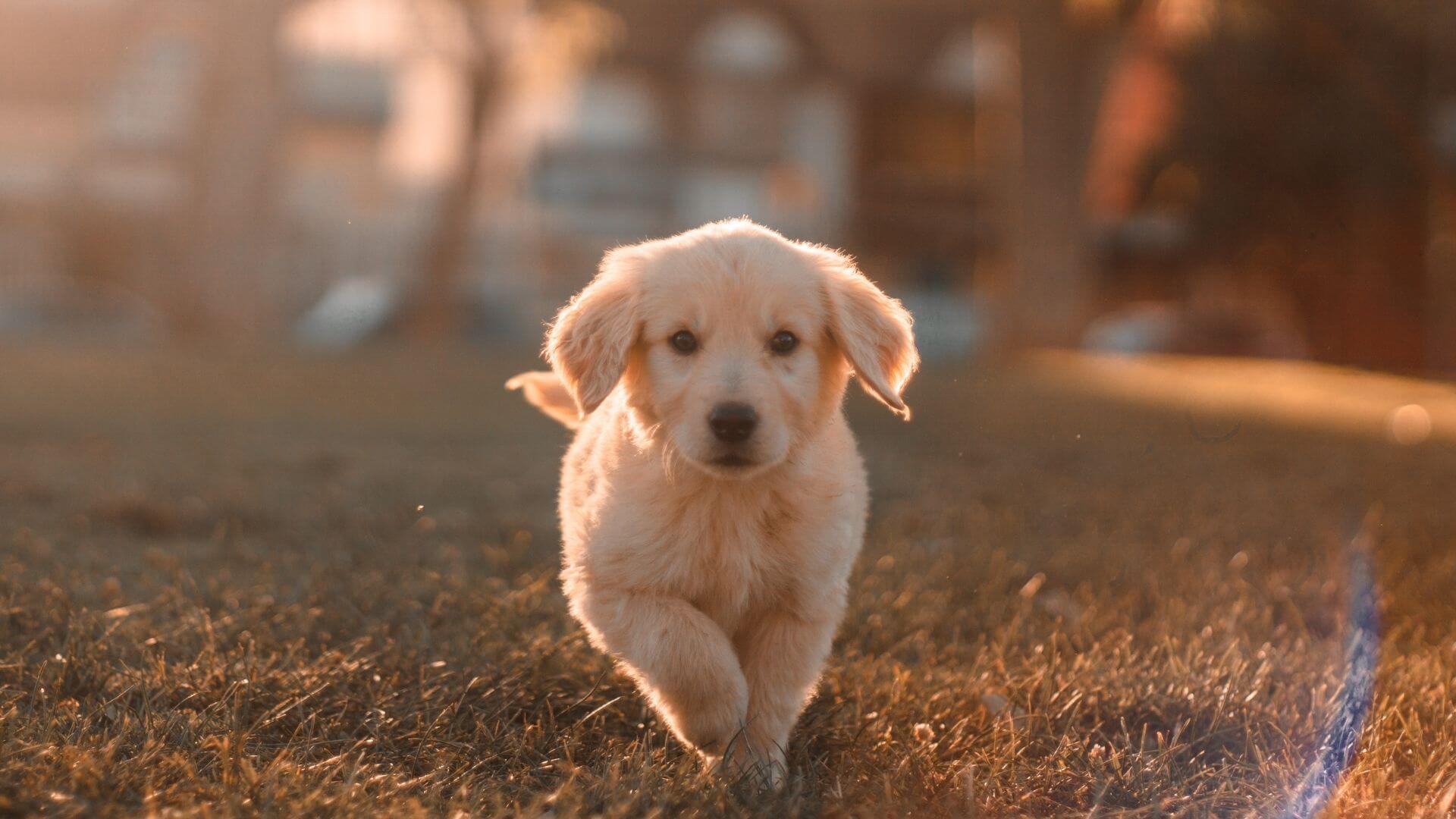 Puppy School