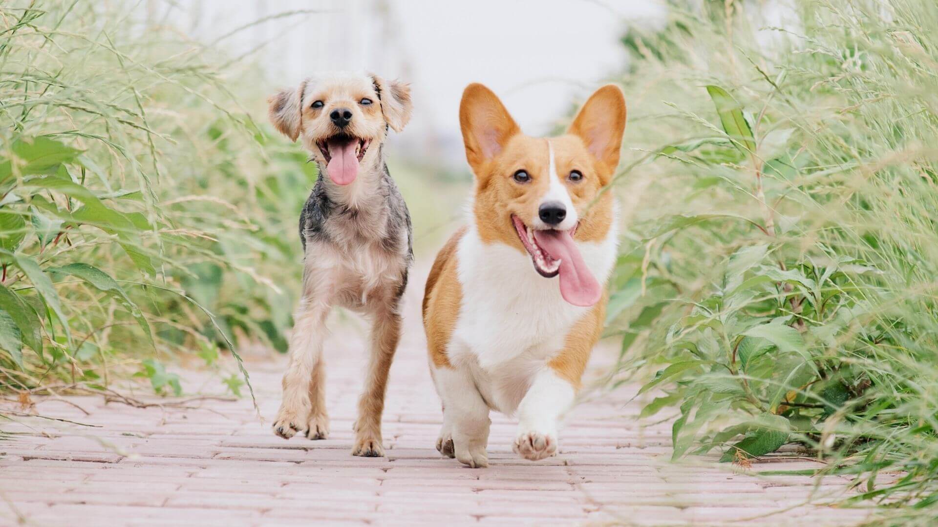 Visiting Pet Specialists