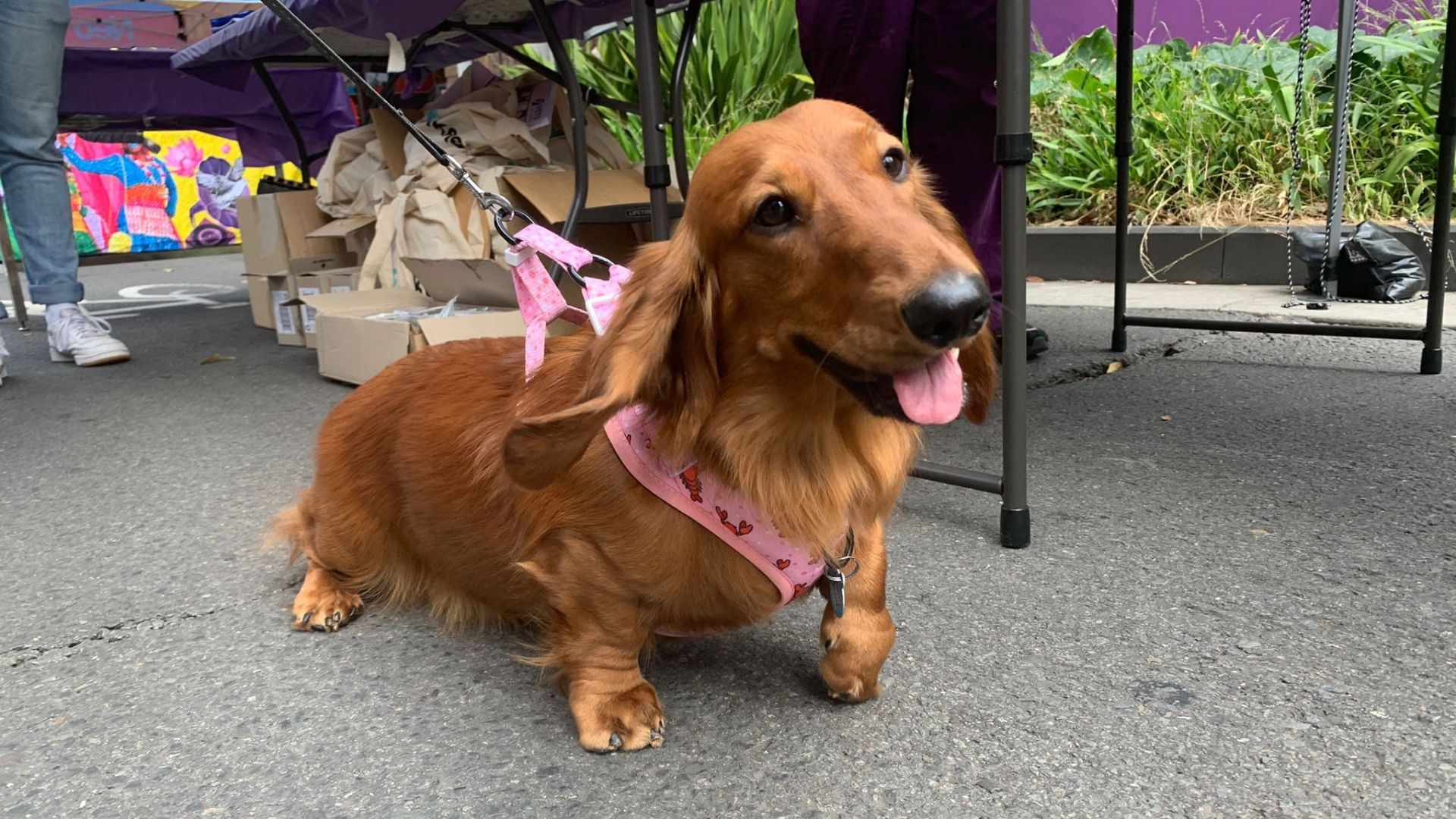brown-dachshund