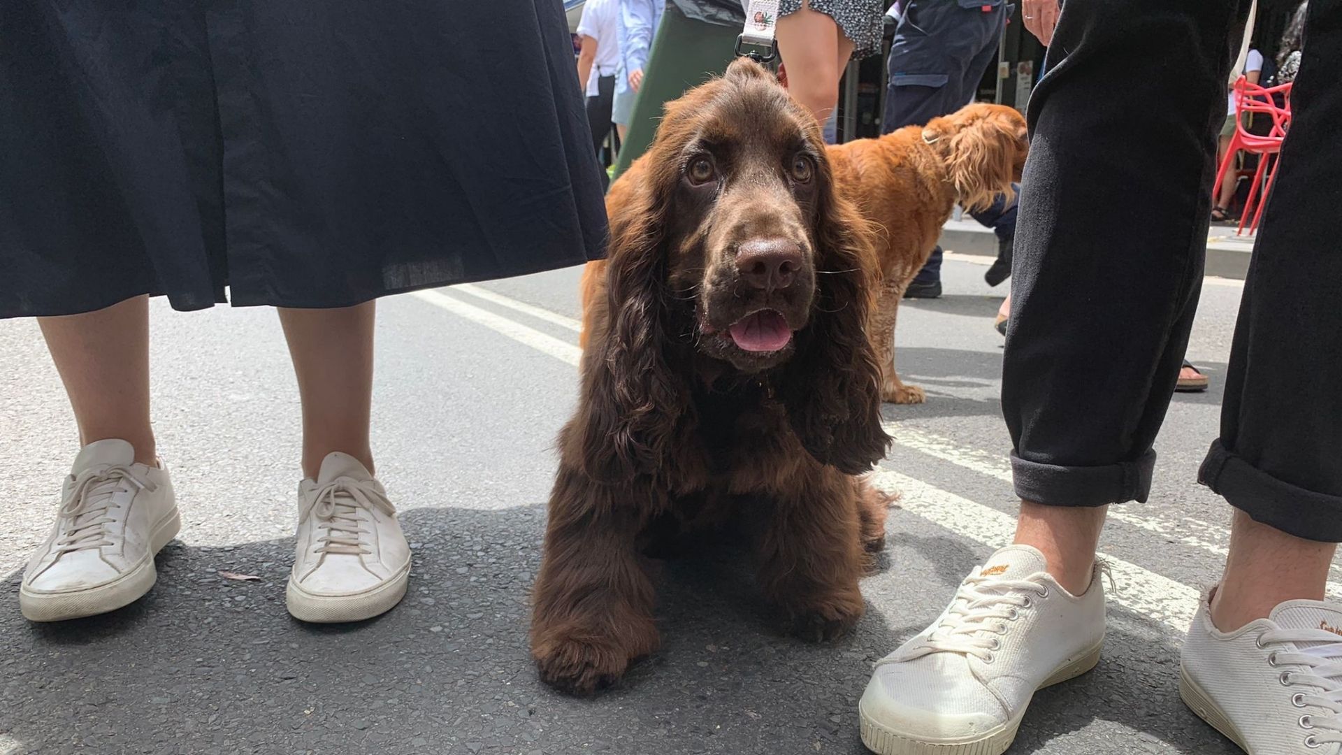 brown-spaniel-dog