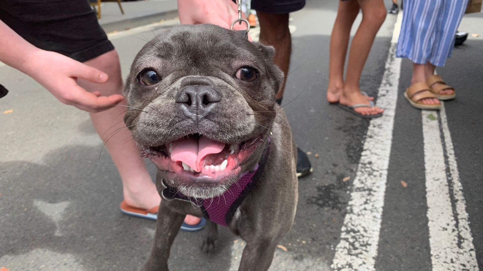french-bulldog