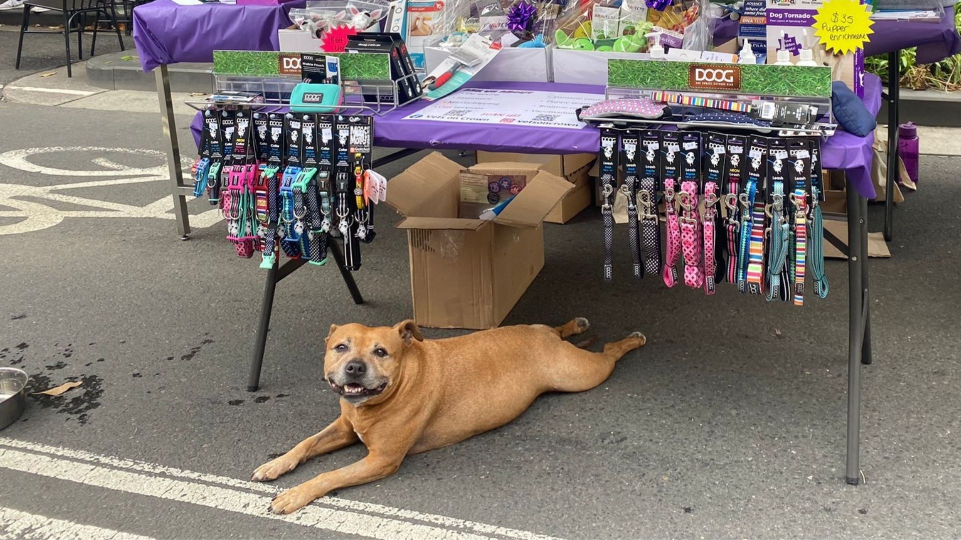 staffy-dog-laying-down
