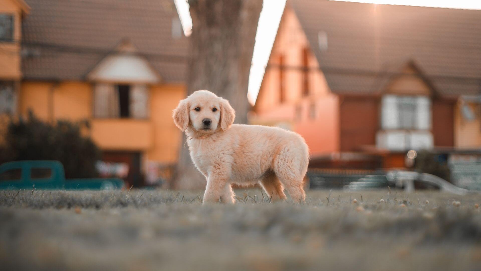 Doggy-Daycare-Form