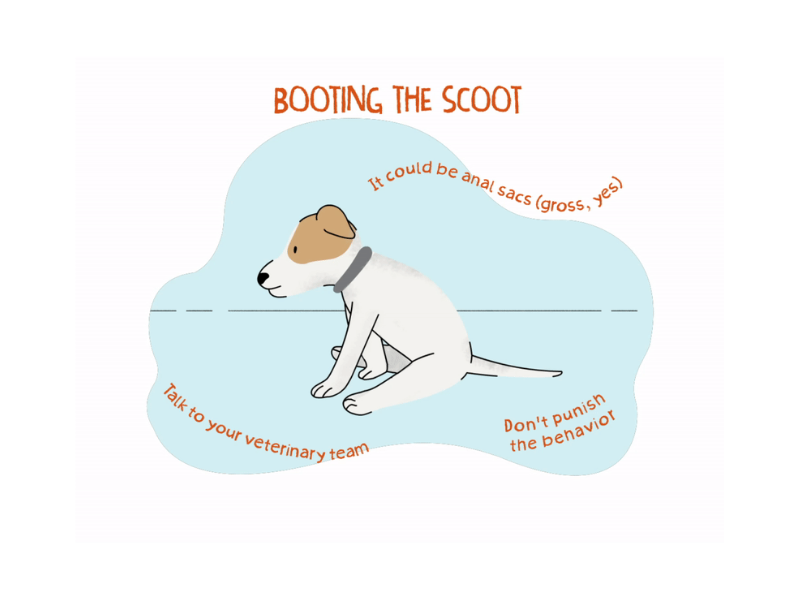 booting-the-scoot