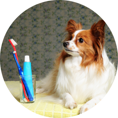 dental-promo