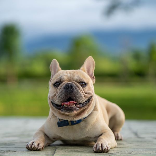 french-bulldog