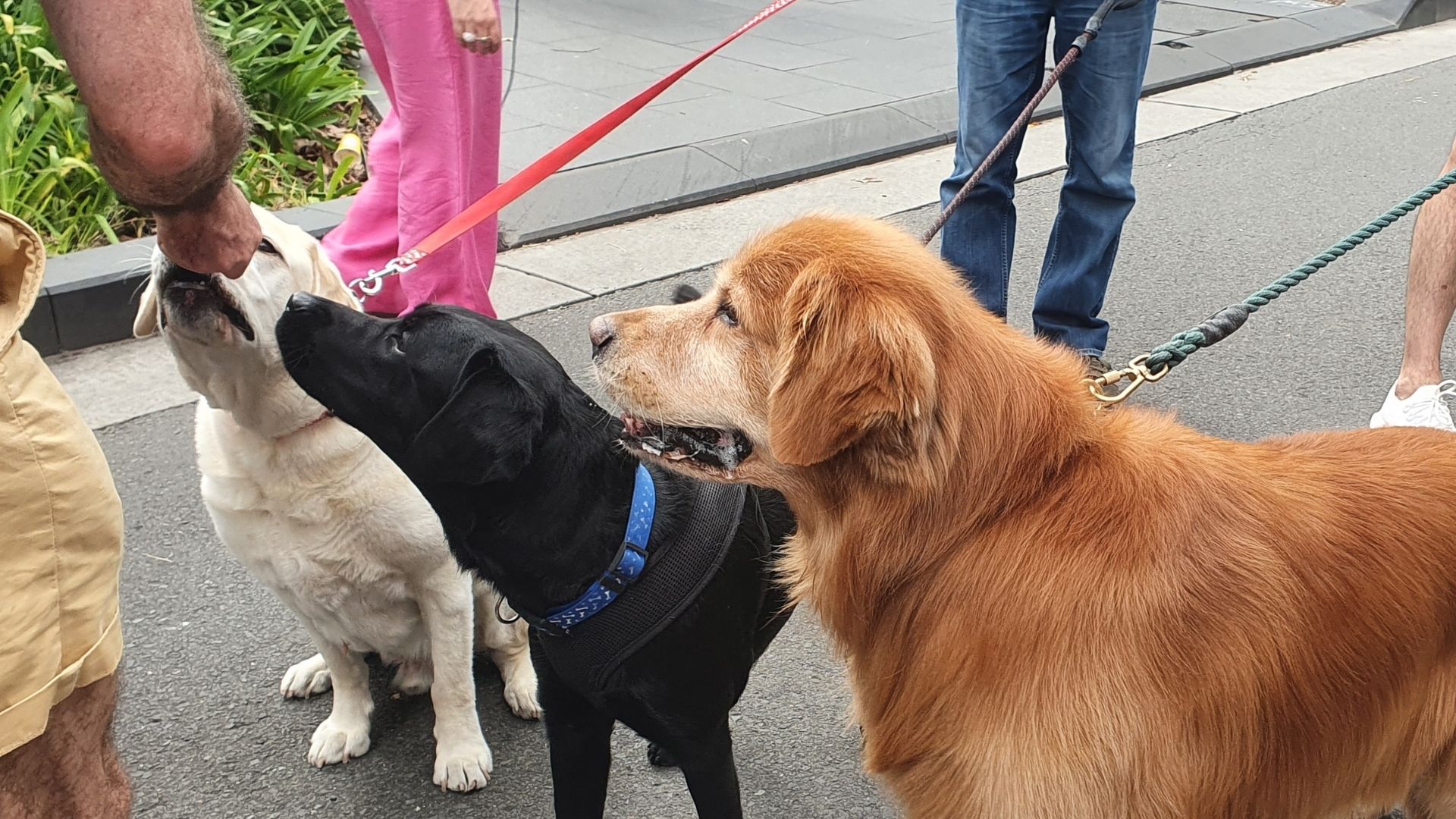/leashed-dogs-on-a-walk