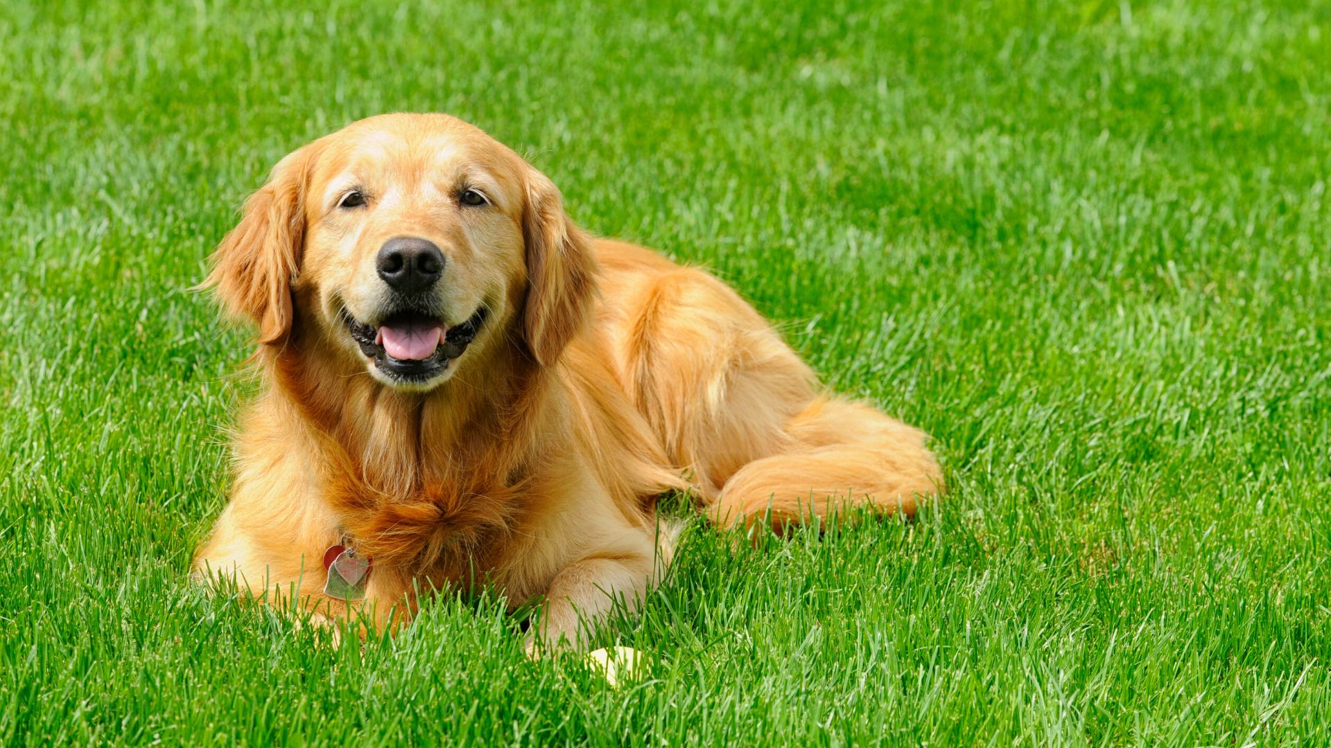 pancreatis-in-dogs