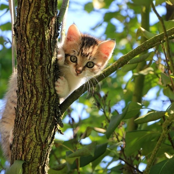 pet-health-information-section